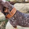 Leather Dog Collar - SHITHEAD - view 8