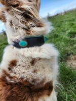 A medium-sized dog with fluffy fur, featuring white and brown patches, is seen from the back in a grassy field. The dog is wearing a black collar with turquoise-colored decorations. The sky is blue with some clouds in the distance.