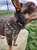 A close-up view of a dog with brown and white mottled fur standing on a large rock outside. The dog is wearing a collar decorated with blue and orange beads. The background features a grassy field and a leafless tree under a cloudy sky.