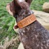 Leather Dog Collar - SHITHEAD - view 7