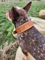 A small dog with a brown and white speckled coat is sitting on a rock, facing away from the camera. It is wearing a brown leather collar with the word "SHITHEAD" engraved on it. The background features green grass and another large rock.