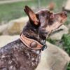 Leather Dog Collar - Cactus Concho - Handmade Dog Collar - view 5