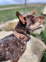 A small dog with a speckled brown and white coat is standing outdoors. It is wearing a leather collar with a decorative emblem. The background features large rocks and a grassy area. The dog is looking off to the side with its ears perked up.