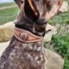 Leather Dog Collar - Cactus Concho - Handmade Dog Collar - view 4