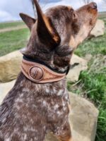 A brown and white speckled dog with pointed ears is seen from the side, wearing a detailed leather collar with a carved decorative emblem. The dog sits on large rocks in a grassy area, looking upward. The background features a cloudy sky and distant trees.