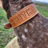 Leather Dog Collar - SHITHEAD