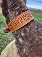 A brown and white speckled dog is seen from behind in an outdoor setting. The dog is wearing a brown leather collar with the text "SHITHEAD" engraved on it. The background features a grassy terrain and a distant view of the sky.