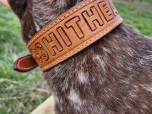 A brown and white speckled dog is seen from behind in an outdoor setting. The dog is wearing a brown leather collar with the text "SHITHEAD" engraved on it. The background features a grassy terrain and a distant view of the sky.