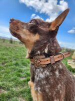 A dog with brown and white fur gazes upwards under a bright blue sky with a few clouds. The dog is wearing a decorative leather collar with intricate designs. The background shows a grassy field and some fencing.