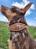 A brown and white dog with pointed ears wears a tan leather collar adorned with an intricate embossed medallion. The dog looks upward, standing against a backdrop of green grass and a partly cloudy blue sky.