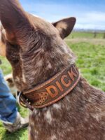 A dog with brown and white fur wearing a brown leather collar with the name "DICK" engraved on it. The dog is outdoors on a grassy field with a clear blue sky in the background. Another person's leg and foot wearing jeans and boots is partially visible on the left.