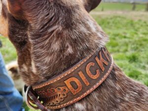 A dog with brown and white fur wearing a brown leather collar with the name "DICK" engraved on it. The dog is outdoors on a grassy field with a clear blue sky in the background. Another person's leg and foot wearing jeans and boots is partially visible on the left.