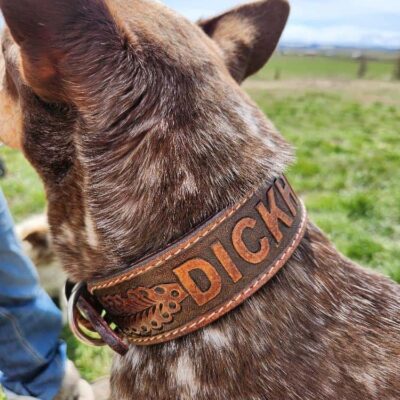A dog with brown and white fur wearing a brown leather collar with the name "DICK" engraved on it. The dog is outdoors on a grassy field with a clear blue sky in the background. Another person's leg and foot wearing jeans and boots is partially visible on the left.
