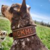 Leather Dog Collar - DICKHEAD - view 3