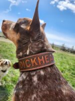 dickhead dog collars bad dog collars for sale asshole shithead