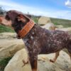 Leather Dog Collar - SHITHEAD - view 6