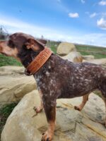 A small brown dog with white speckles stands on a large rock wearing a leather collar with the word "SHYGUY." The sky is blue with scattered clouds, and the background features a grassy area with more rocks and a faint outline of trees and a fence.