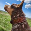 Leather Dog Collar - DICKHEAD