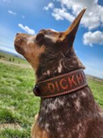 A close-up of a dog with a brown and white spotted coat wearing a leather collar with the word "DICKHEAD" engraved on it. The dog is outdoors in a grassy field, looking up towards the sky with clouds scattered across the blue background.