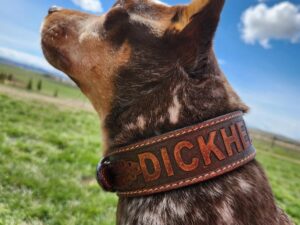 A close-up of a dog with a brown and white spotted coat wearing a leather collar with the word "DICKHEAD" engraved on it. The dog is outdoors in a grassy field, looking up towards the sky with clouds scattered across the blue background.