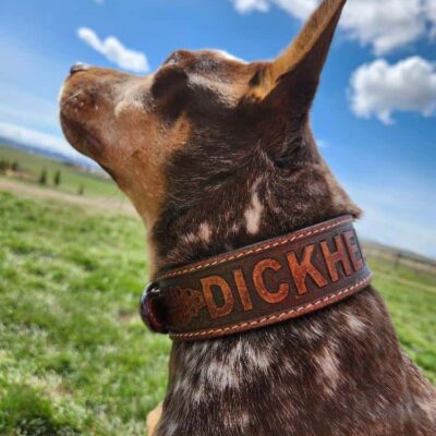 A close-up of a dog with a brown and white spotted coat wearing a leather collar with the word "DICKHEAD" engraved on it. The dog is outdoors in a grassy field, looking up towards the sky with clouds scattered across the blue background.