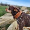 Leather Dog Collar - SHITHEAD - view 5