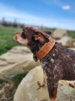 A small dog with a textured, brown and white coat stands on a large rock, looking to the left. The dog is wearing a brown leather collar with the name "Stitch" embossed on it. The background showcases an outdoor setting with a grassy field and a clear blue sky.