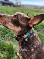 Close-up of a dog with perky ears and a speckled brown coat, wearing a vibrant, multicolored beaded collar. The background is a grassy area with blurred details, likely an outdoor setting. The dog's attention appears to be focused on something in the distance.