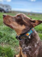 A brown and tan dog with a beaded, colorful collar sits on green grass, looking up attentively. The background is a blurred landscape with a blue sky and distant objects.