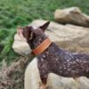 Leather Dog Collar - SHITHEAD - view 4