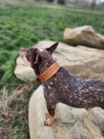 A small, dark brown and white speckled dog stands on a large rock in a grassy area, looking into the distance. The dog is wearing a distinctive collar that reads "SHITHEAD" in bold lettering.