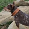 Leather Dog Collar - SHITHEAD - view 3