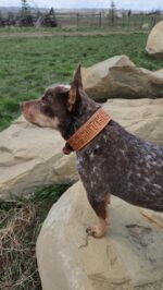 A small dog with a brindle coat stands on a large rock, gazing into the distance. The dog is wearing a brown collar with the word "Shither" inscribed on it. In the background, there is a grassy area with a fence and some trees.