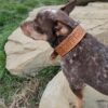 Leather Dog Collar - SHITHEAD - view 2