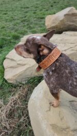 A small dog with brown and white speckled fur, wearing a brown leather collar with visible text, stands on a large rock and looks into the distance. Green grass and additional rocks are seen in the background.