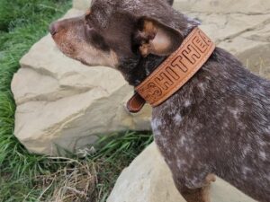 A small dog with brown and white speckled fur, wearing a brown leather collar with visible text, stands on a large rock and looks into the distance. Green grass and additional rocks are seen in the background.