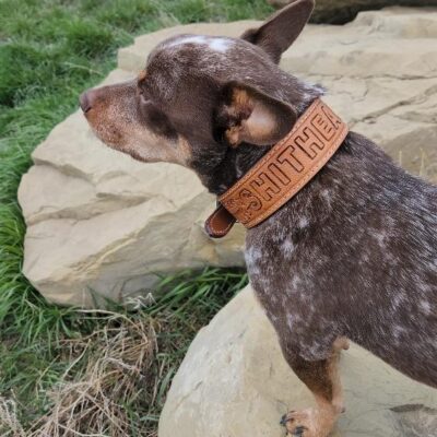 A small dog with brown and white speckled fur, wearing a brown leather collar with visible text, stands on a large rock and looks into the distance. Green grass and additional rocks are seen in the background.