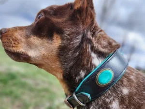 Turquoise-dog-collar