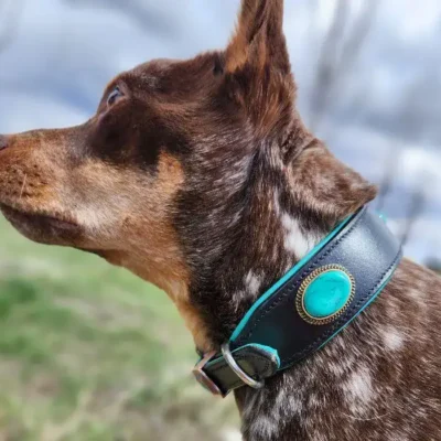 Turquoise-dog-collar