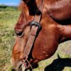 Vaquero - Chocolate Roughout - Split Ear Headstall - view 6