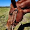 Vaquero - Chocolate Roughout - Split Ear Headstall