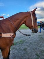 A brown horse stands outdoors with a bridle, saddle, and Stockmans- Roughout Breast Collar- Turquoise Buckstitch. One person is visible leading the horse, while another individual in the background is walking away. The scene is set on a dirt path with grassy areas and a clear blue sky overhead.