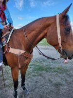 A close-up of a brown horse with two front legs visible, wearing a saddle, bridle, and Stockmans- Roughout Breast Collar- Turquoise Buckstitch. The person riding it has one hand on the saddle and is dressed in a blue shirt with a red scarf. The horse has its tongue sticking out. The background shows a grassy area and blue sky.