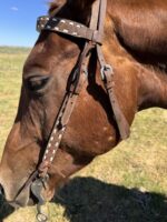 A close-up of a brown horse's head, displaying its Wrangler Roughout Browband Headstall- White Buckstitch. The beautifully crafted browband, adorned with white stitching, highlights the leather bridle. The horse stands outdoors on grass under a clear blue sky.