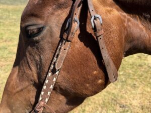 A close-up of a brown horse's head, displaying its Wrangler Roughout Browband Headstall- White Buckstitch. The beautifully crafted browband, adorned with white stitching, highlights the leather bridle. The horse stands outdoors on grass under a clear blue sky.