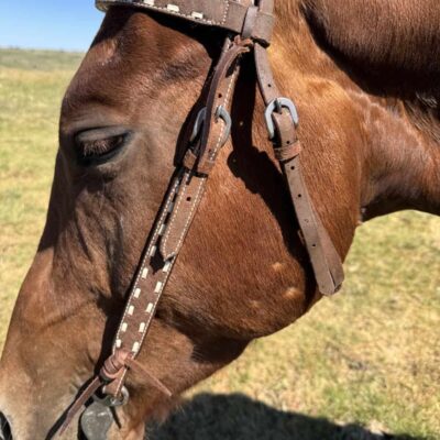 A close-up of a brown horse's head, displaying its Wrangler Roughout Browband Headstall- White Buckstitch. The beautifully crafted browband, adorned with white stitching, highlights the leather bridle. The horse stands outdoors on grass under a clear blue sky.
