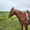 Classic Rose - Browband Headstall - Short Cheek/Pony Size - view 8
