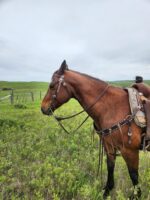 A brown horse, outfitted with a saddle and White Buckstitch Browband Headstall, stands in a green field with a cloudy sky above. There is a wooden fence visible in the background, and the horse is looking to the left side of the image.