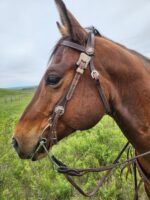 A brown horse with a White Buckstitch Browband Headstall and reins stands in a grassy field. The background features a slightly cloudy sky and a distant fence line on rolling green hills. The horse is facing left, showcasing its side profile.