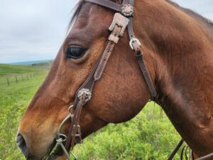 A brown horse with a White Buckstitch Browband Headstall and reins stands in a grassy field. The background features a slightly cloudy sky and a distant fence line on rolling green hills. The horse is facing left, showcasing its side profile.